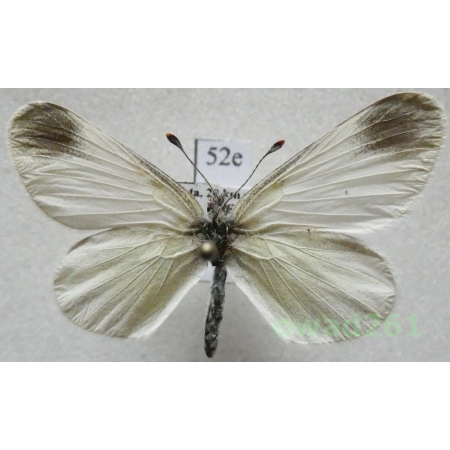 Leptidea duponcheli (Staudinger, 1871) Greece52e